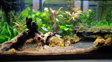 Aquarium Amazonien et habitants