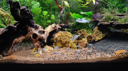 Aquarium Amazonien et habitants