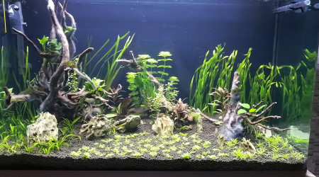 aquarium Osaka 260