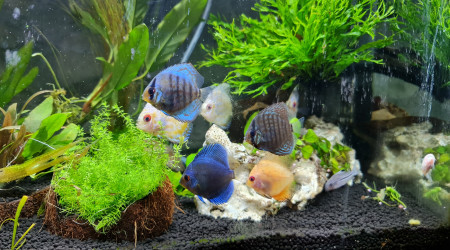 aquarium 80 litres Discus  5-6 cm