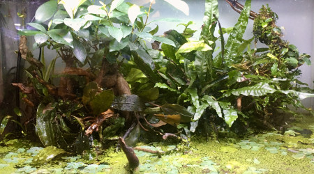 aquarium Hendra paludarium