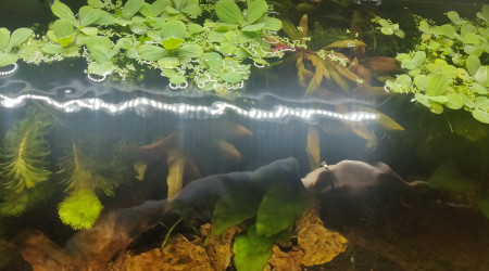 Ajout de plantes flottantes