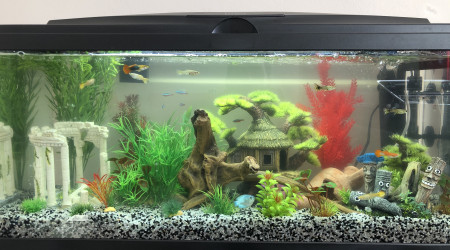 L'aquarium dans ses débuts