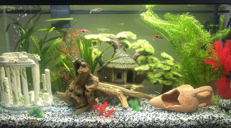 Aquarium avec vraies plantes