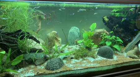 aquarium 450 l communautaire