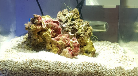 aquarium Pico Récifal Askoll Pure S 13l Jaubert