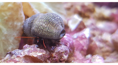 Sinularia dura et Clibanarius