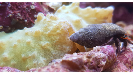 Sinularia dura et Clibanarius