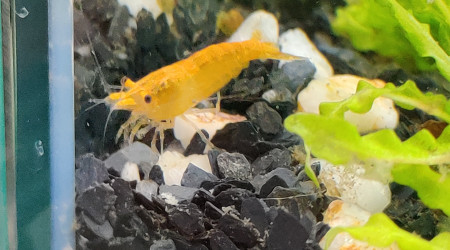 Les crevettes ❤️