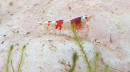 Les crevettes ❤️