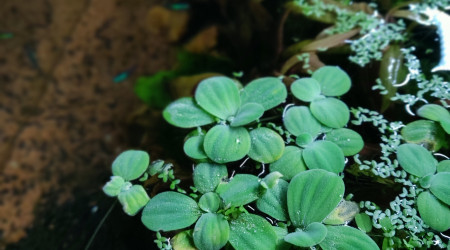 Pistias et lentilles d'eau