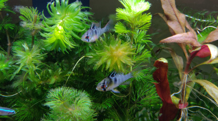 Couple de Ramirezi en pleine balade