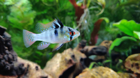 Ramirezi mâle en pleine balade