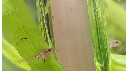 Betta Splendens - 13 jours