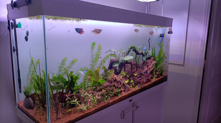 Nouvelle disposition