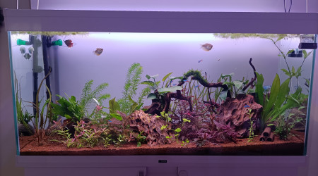 Nouvelle disposition