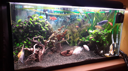 Mon aquarium