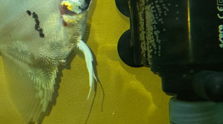 Mon scalaire  a pondue  des oeufs