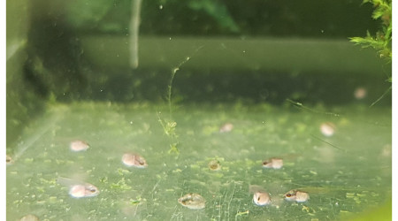 Tout juste 15 jours, la nourriture sèche n'est plus un soucis.