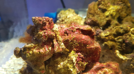 5 jours, les algues commencent à recouvrir les pierres vivantes