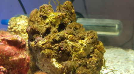 5 jours, les algues commencent à recouvrir les pierres vivantes