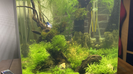The green landscape of Bob the fighting fish