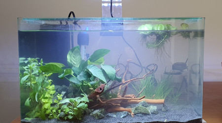 aquarium 20l killi