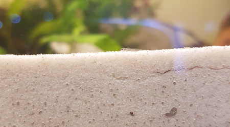 Petits corys de noël...