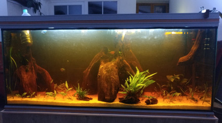 aquarium Communautaire 450 litre