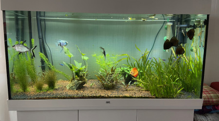 aquarium JUWEL RIO LED 350