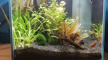 aquarium nano aquarium