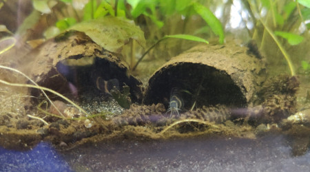 Après les sidthimunki dans des tubes, voici les kuhlis dans des tubes !