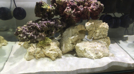 aquarium Mini Reef