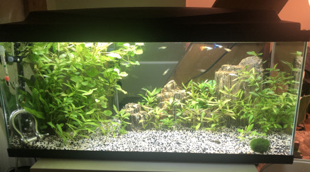 aquarium Aquarium 80