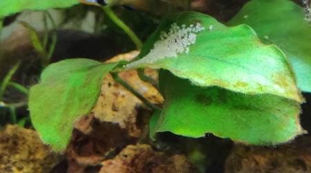 Surprise weekend de Noël / Ponte Ramirezi