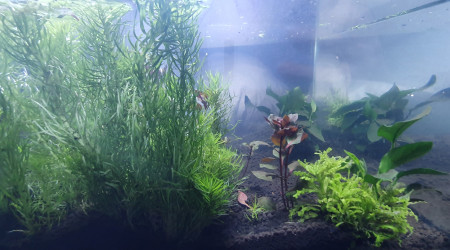 aquarium LowTech 2020