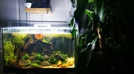 aquarium Biotope jungle