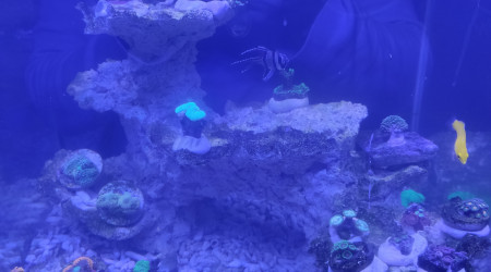 aquarium Nano