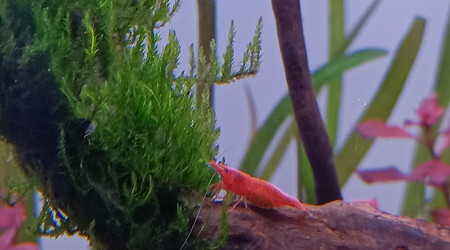 Crevette qui butine la flamm moss