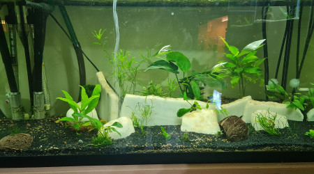 aquarium 100 Litres