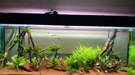 aquarium 240L