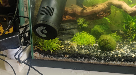 Petite invasion d'algues vertes