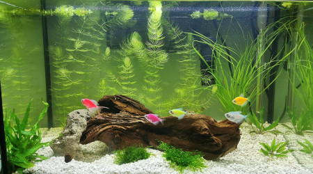 aquarium Glofish