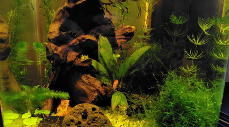 Ajout des crevettes!