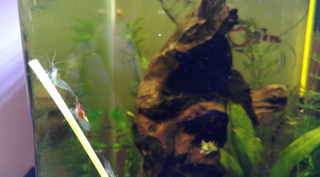 Ajout des crevettes!