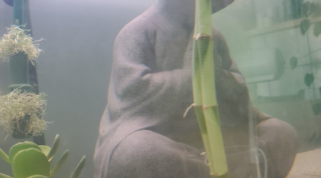 aquarium Axolotl