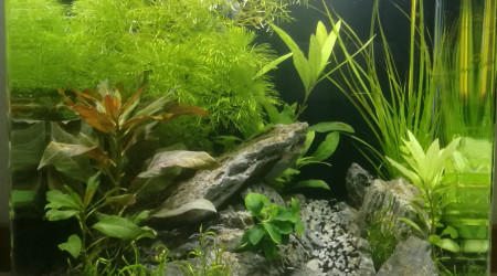 aquarium Nano 30l