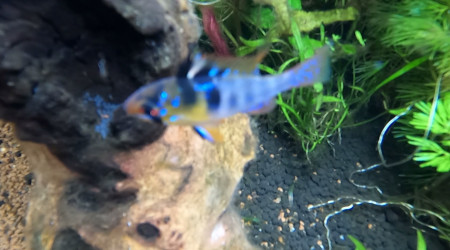 Surprise n°2 de Papa/Maman Ramirezi et leurs....  alevins !!