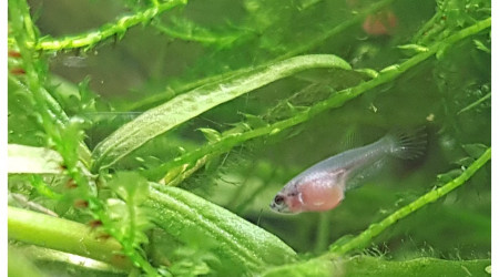 4 semaines... les plus avancés montent à la surface pour les premières bulles.