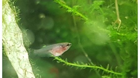 4 semaines... les plus avancés montent à la surface pour les premières bulles.